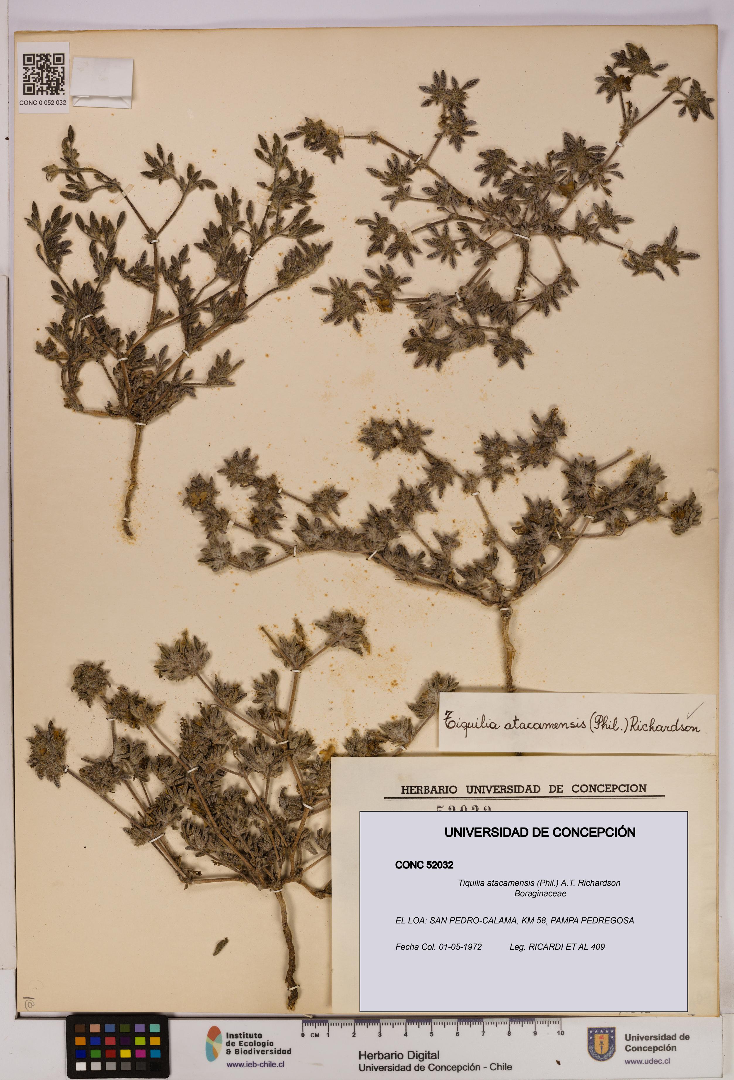 Tiquilia atacamensis [Espécimen: UDEC:CONC:0052032]