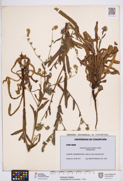 Amsinckia calycina [Espécimen: ]