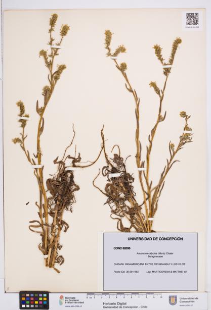 Amsinckia calycina [Espécimen: ]