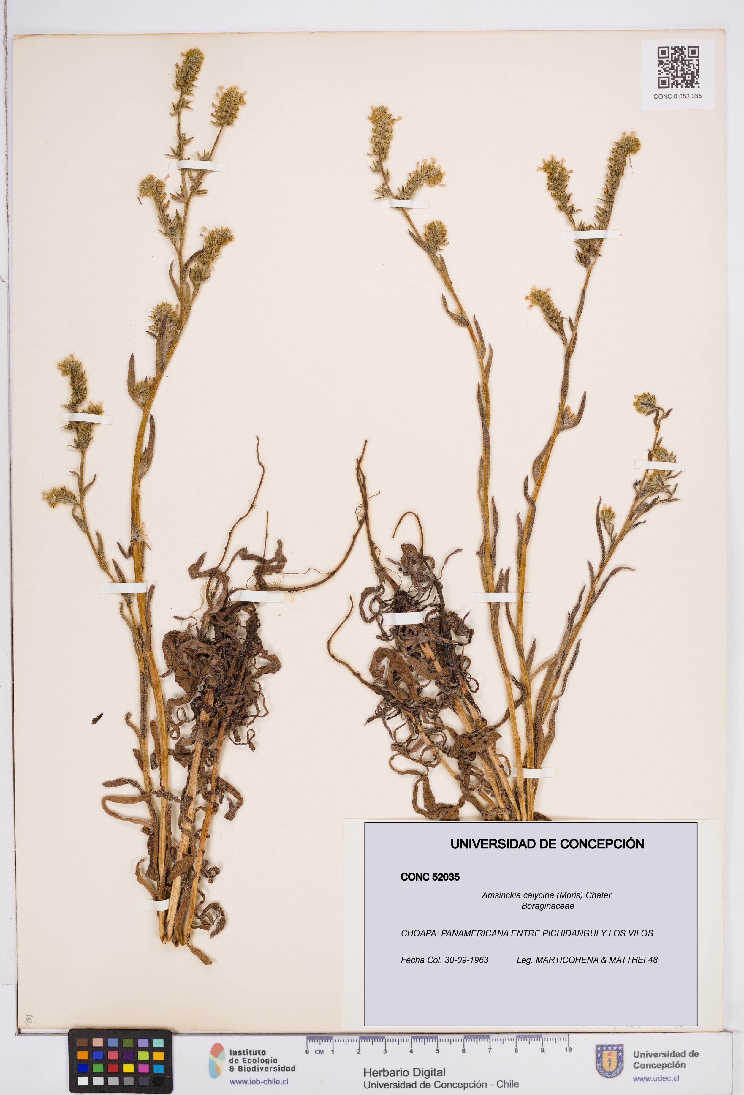 Amsinckia calycina [Espécimen: ]