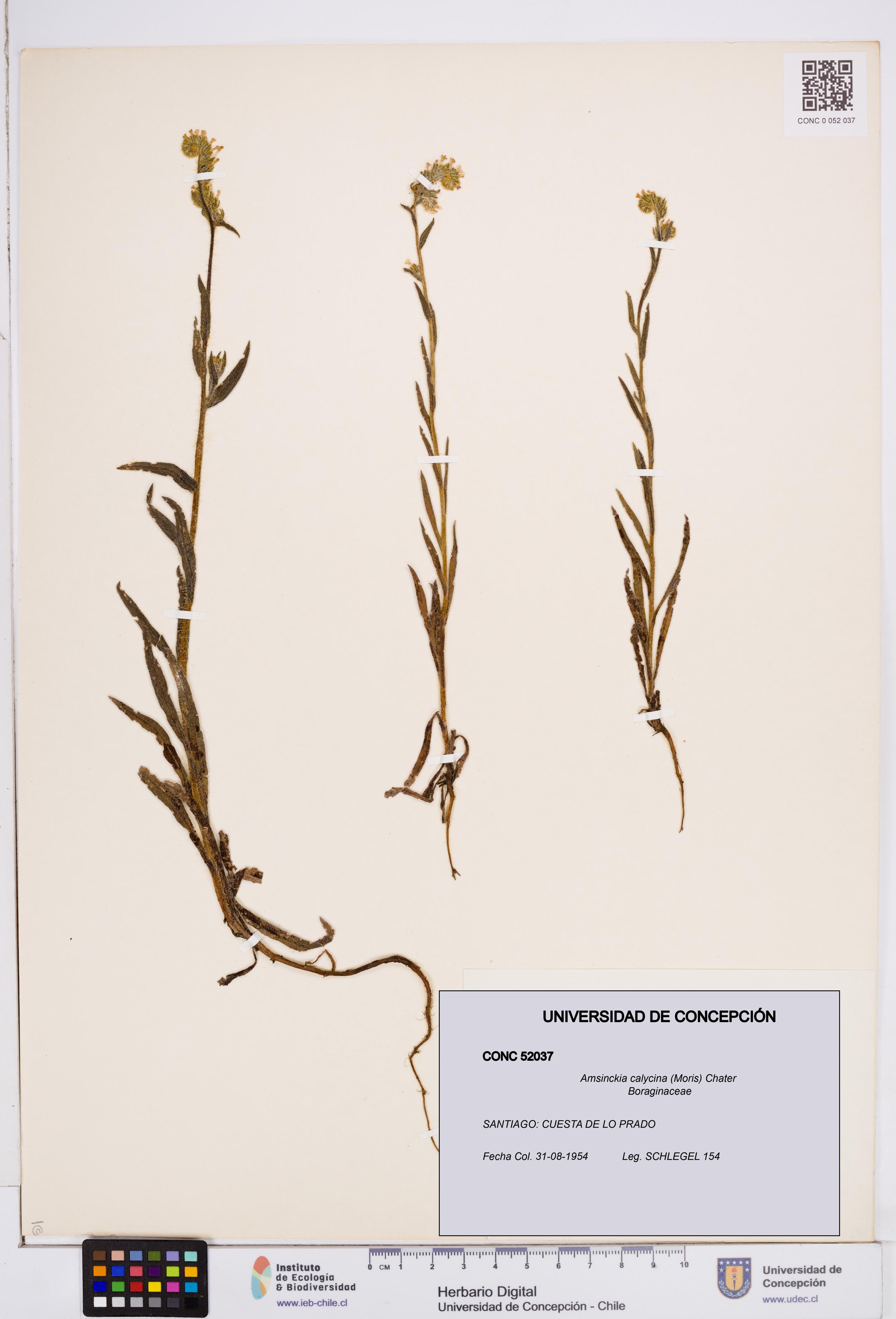 Amsinckia calycina [Espécimen: ]