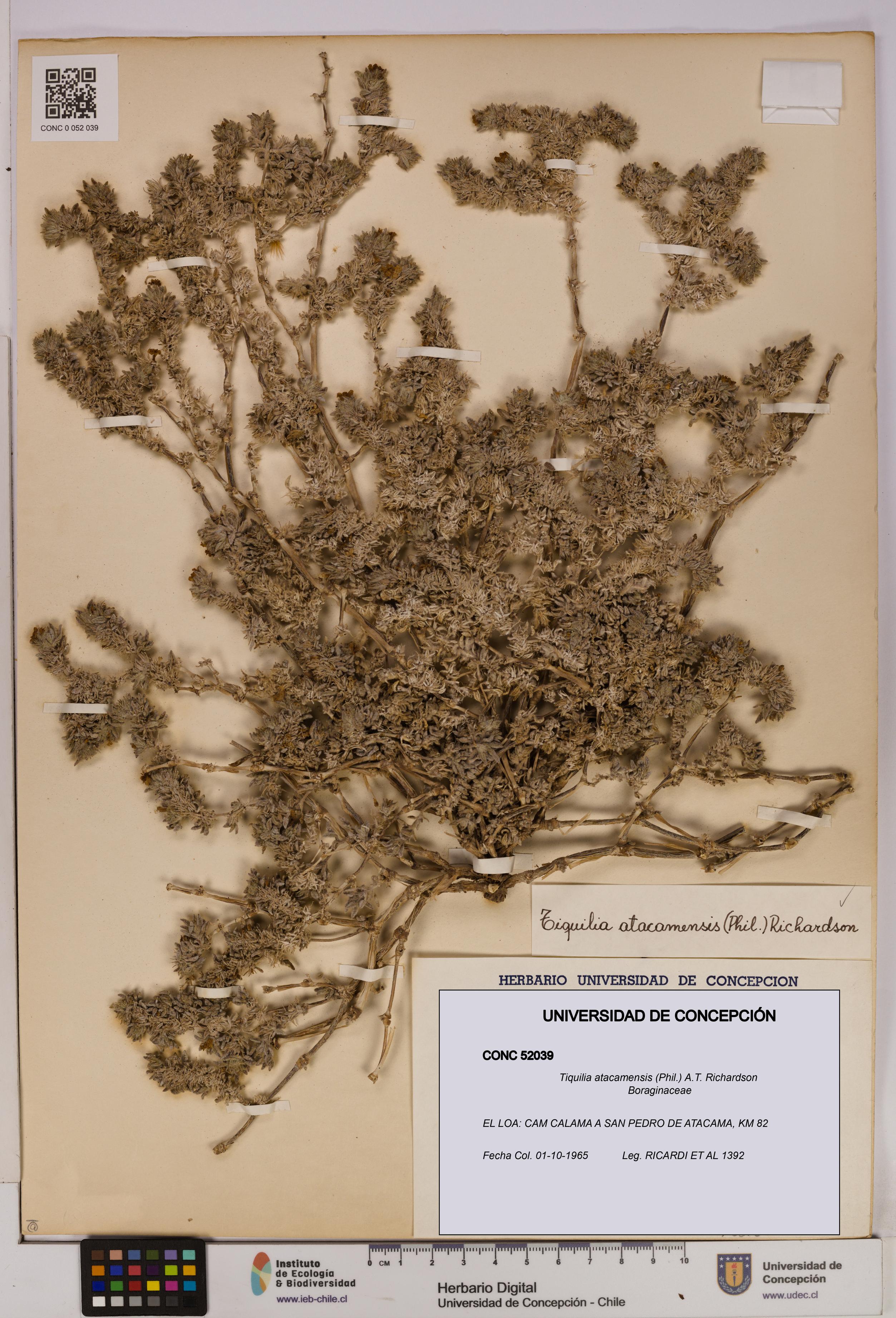 Tiquilia atacamensis [Espécimen: UDEC:CONC:0052039]