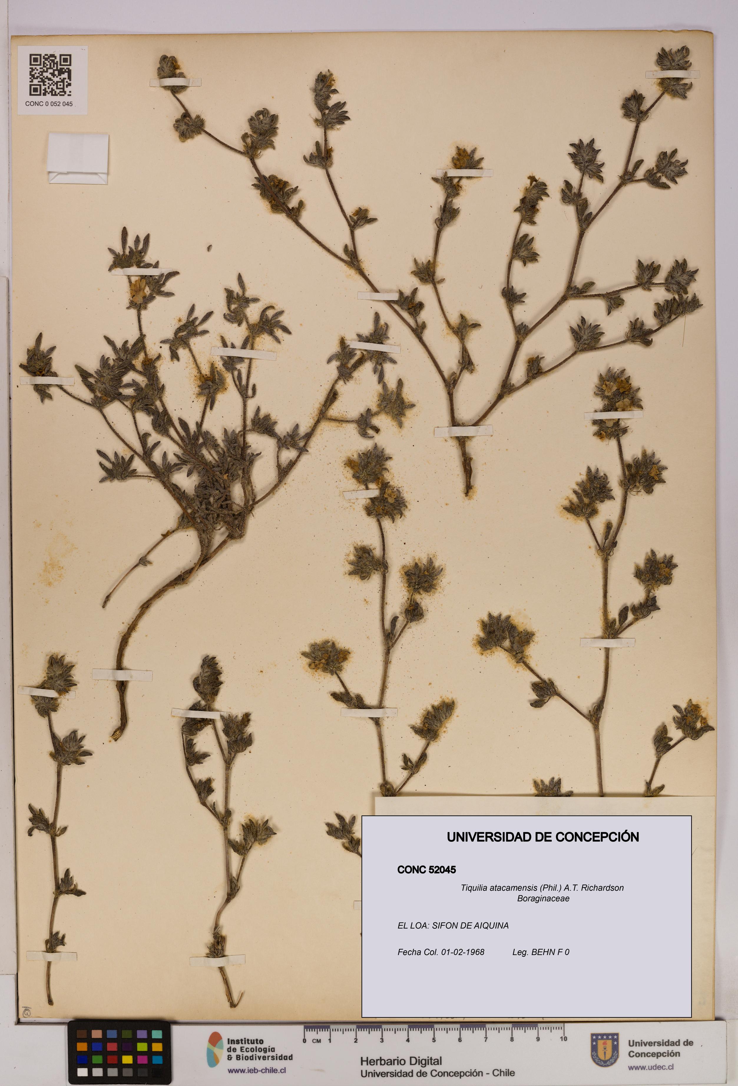 Tiquilia atacamensis [Espécimen: UDEC:CONC:0052045]