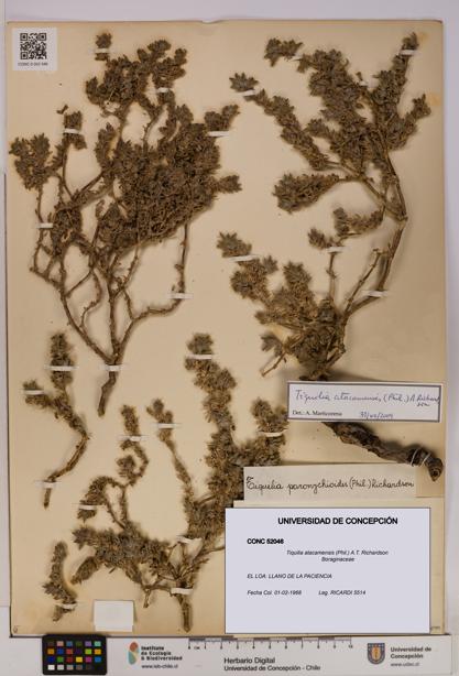 Tiquilia atacamensis [Espécimen: UDEC:CONC:0052046]