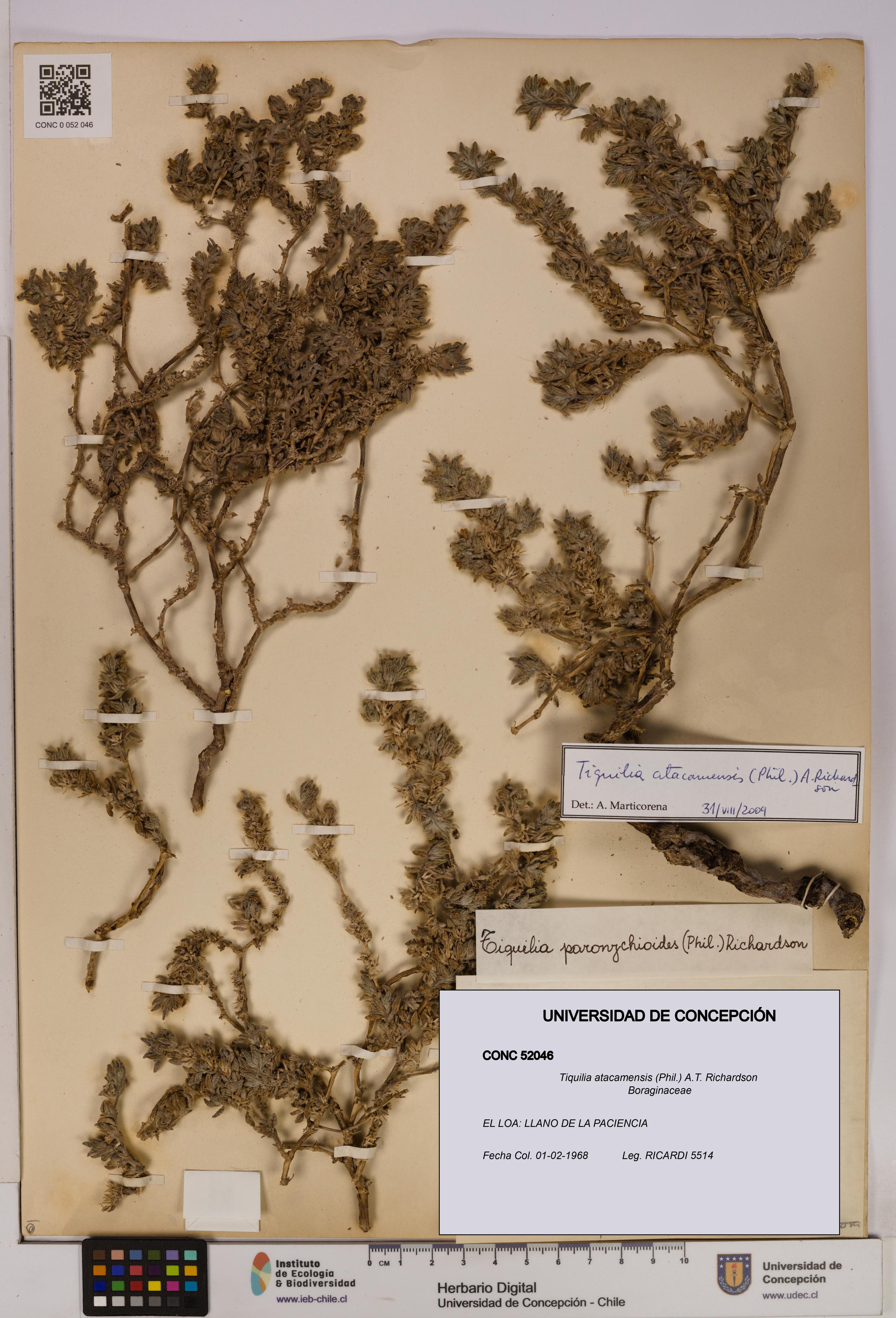 Tiquilia atacamensis [Espécimen: UDEC:CONC:0052046]