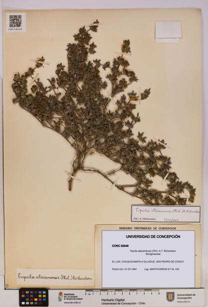 Tiquilia atacamensis [Espécimen: UDEC:CONC:0052049]