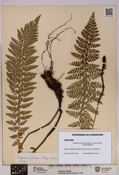 Polystichum plicatum [Espécimen: UDEC:CONC:0052083]