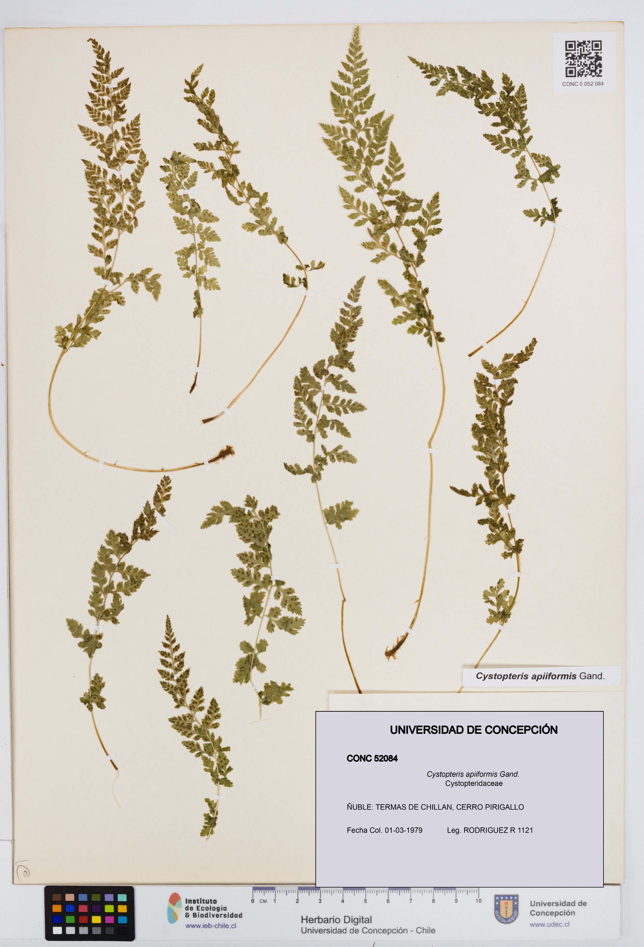 Cystopteris apiiformis [Espécimen: UDEC:CONC:0052084]