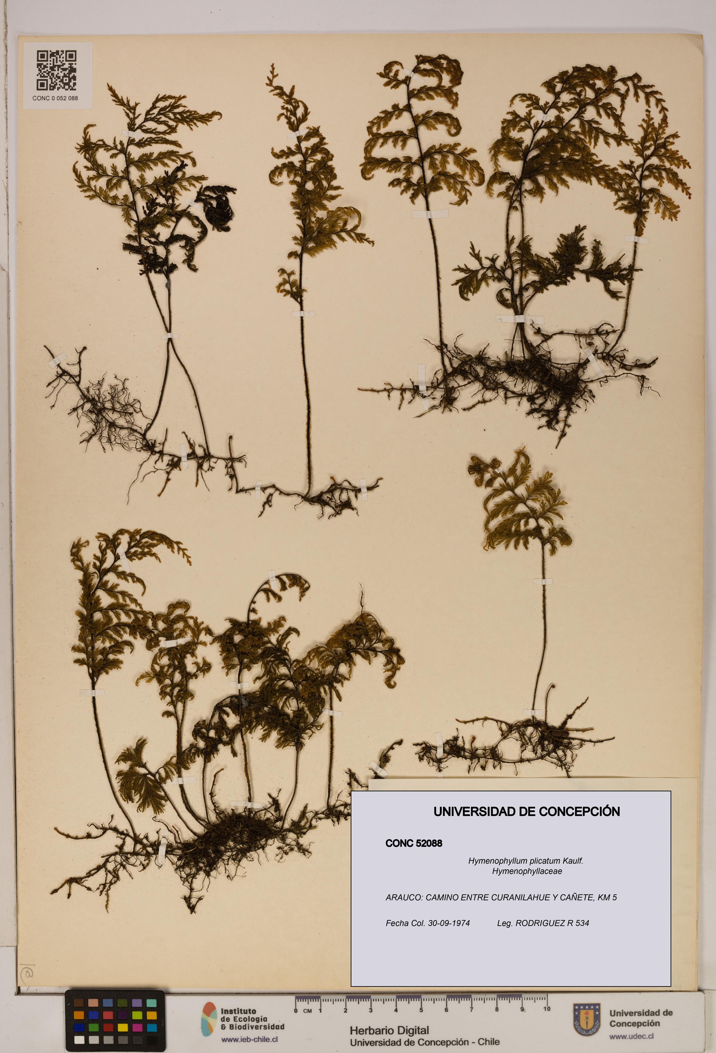Hymenophyllum plicatum [Espécimen: ]