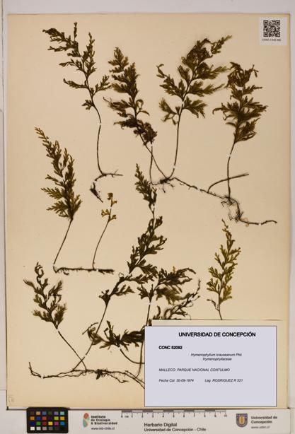 Hymenophyllum krauseanum [Espécimen: ]