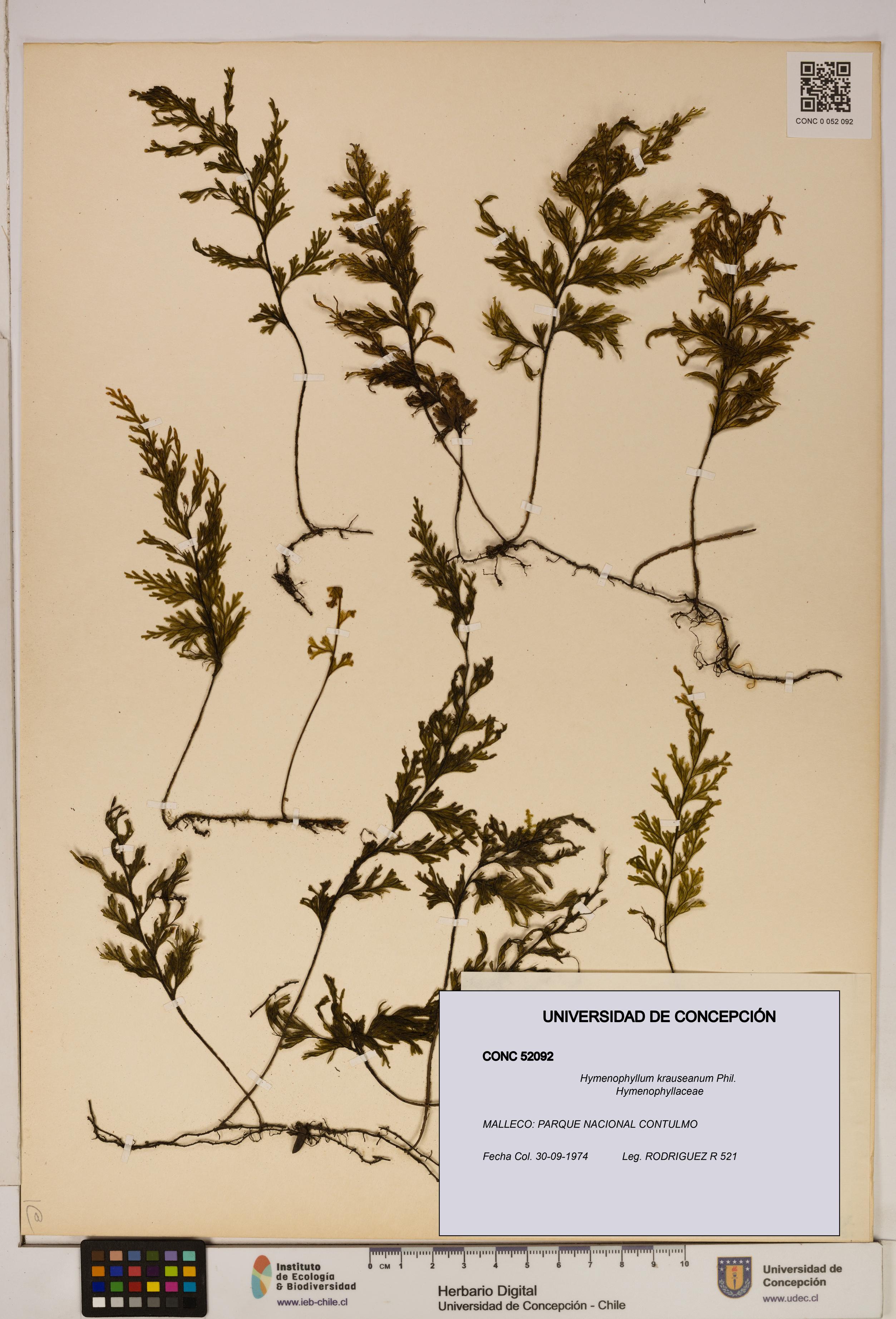 Hymenophyllum krauseanum [Espécimen: ]