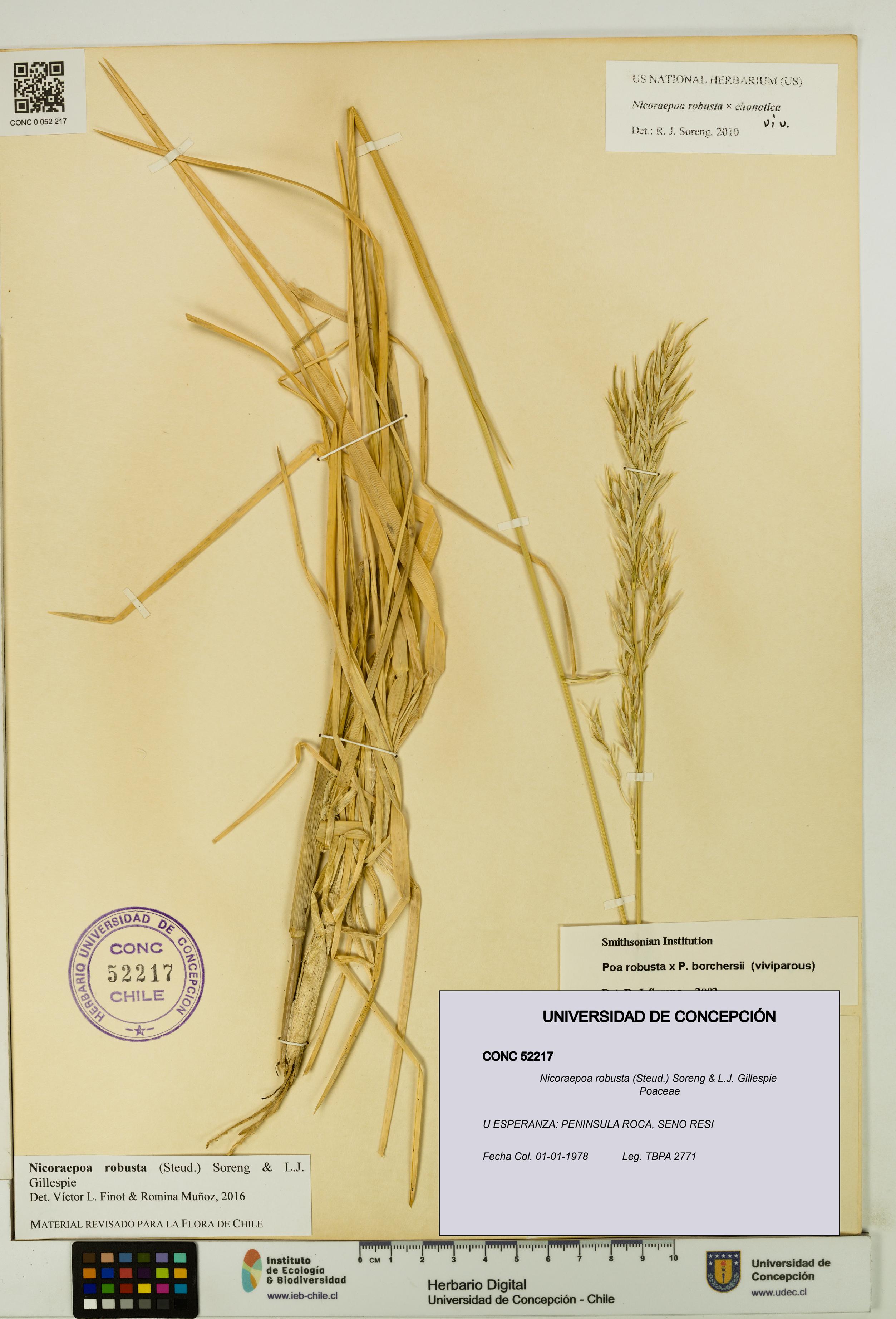 Nicoraepoa robusta [Espécimen: UDEC:CONC:0052217]