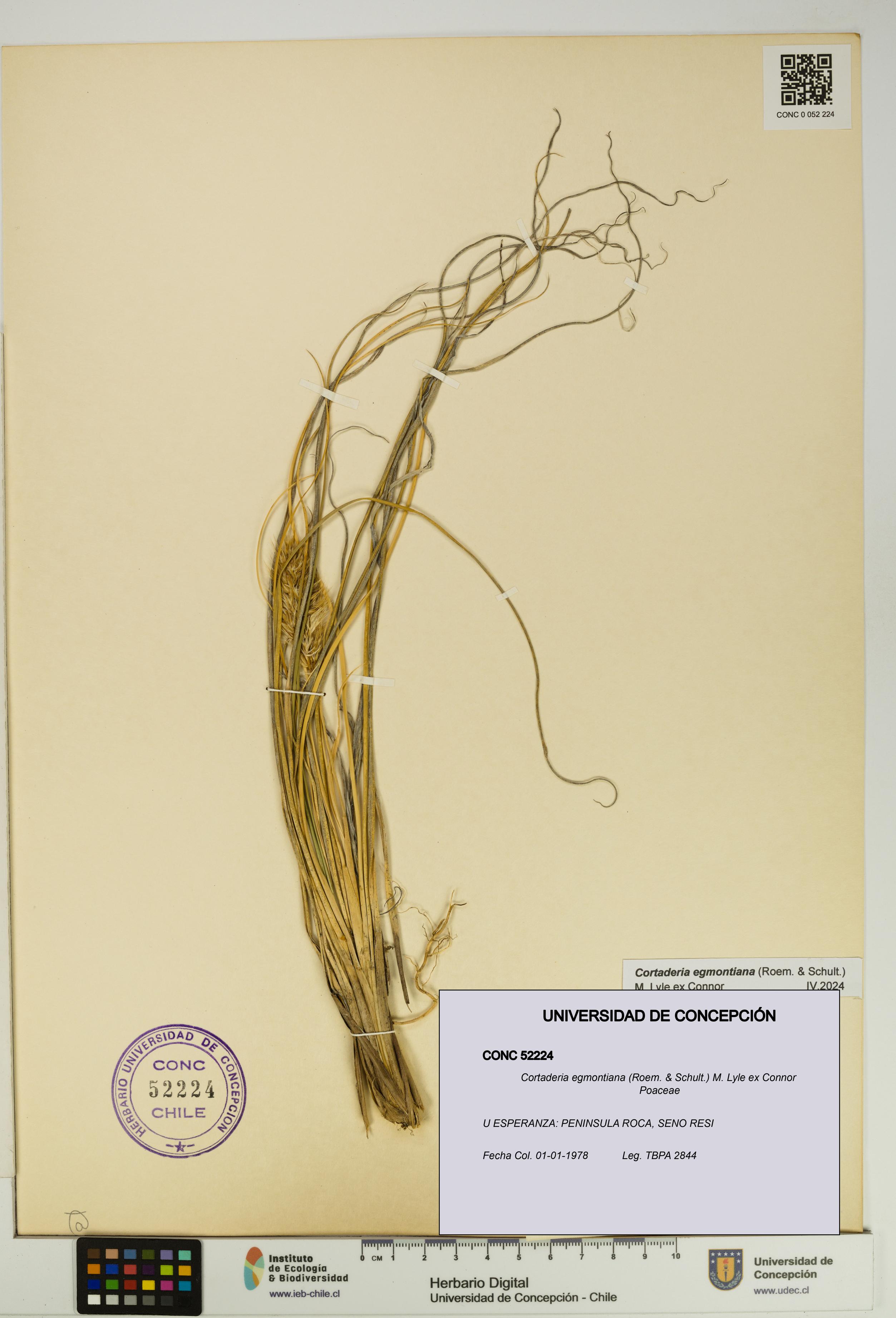 Cortaderia egmontiana [Espécimen: UDEC:CONC:0052224]