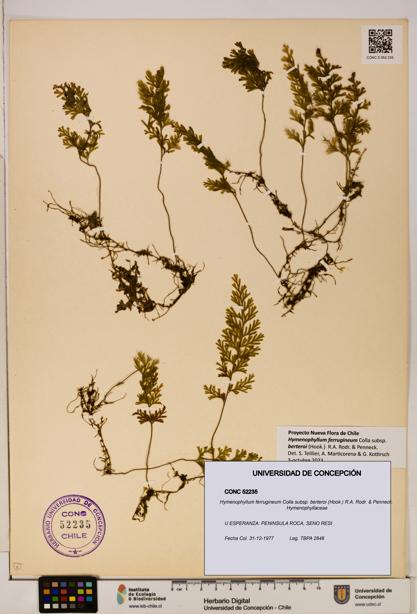 Hymenophyllum ferrugineum [Espécimen: UDEC:CONC:0052235]
