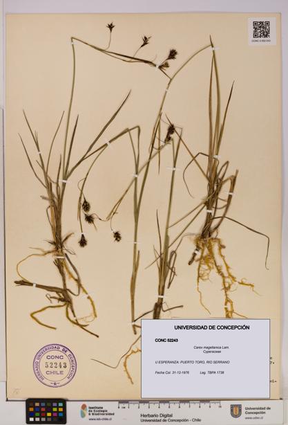 Carex magellanica [Espécimen: UDEC:CONC:0052243]