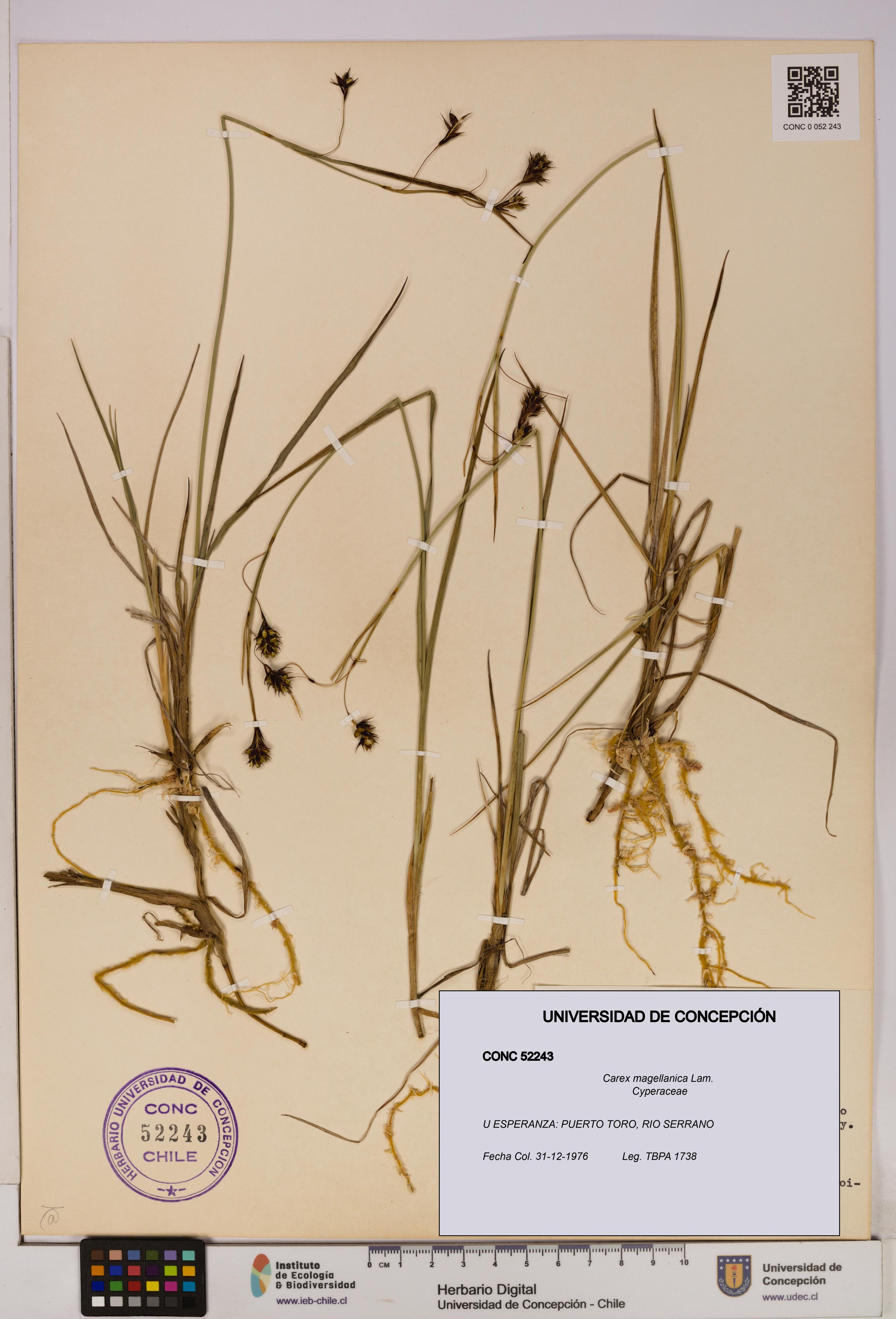 Carex magellanica [Espécimen: UDEC:CONC:0052243]