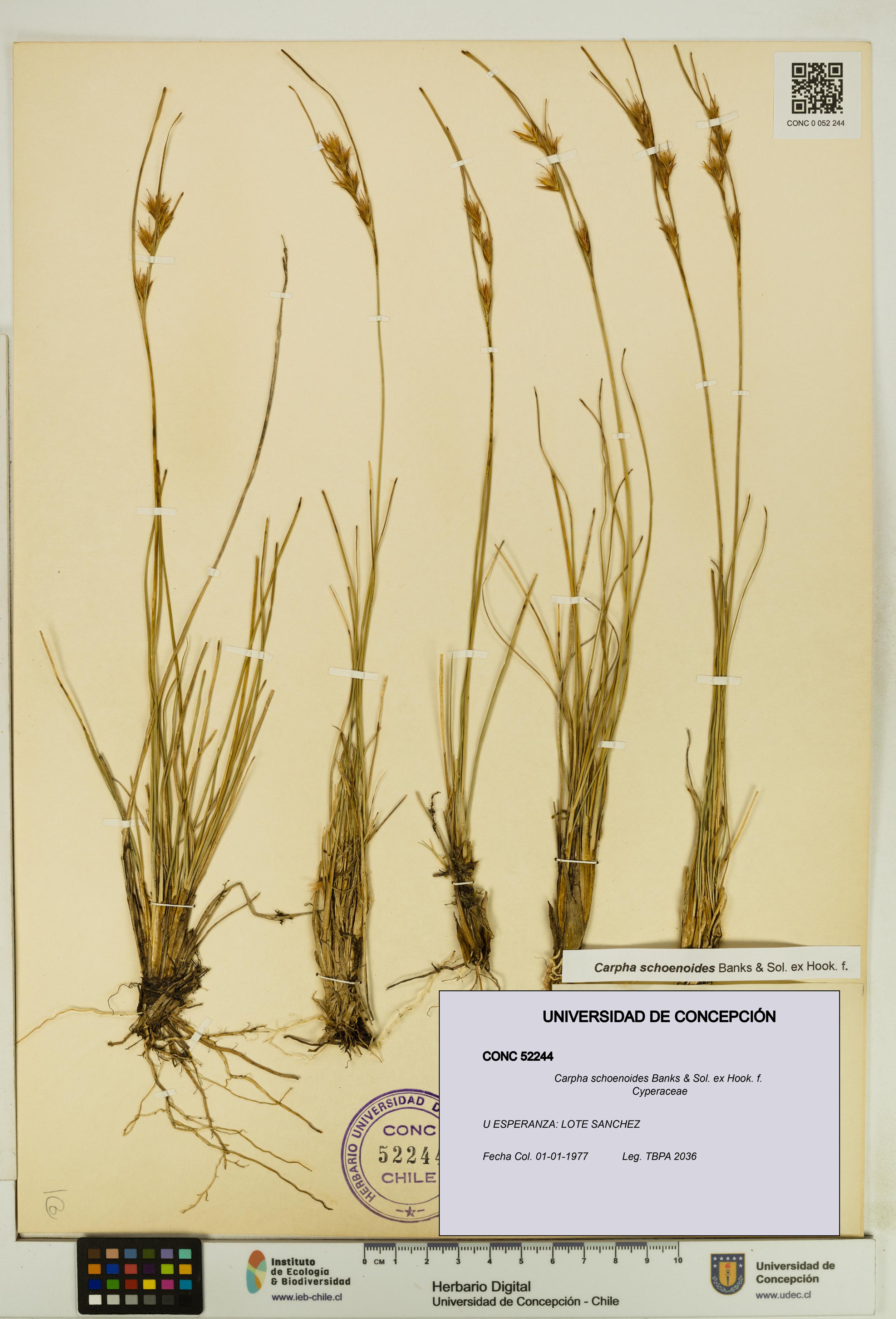 Carpha schoenoides [Espécimen: UDEC:CONC:0052244]