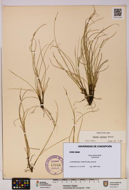 Carex caduca [Espécimen: UDEC:CONC:0052246]