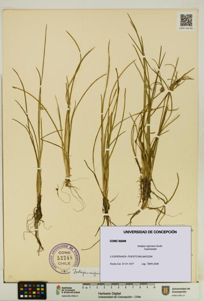 Isolepis nigricans [Espécimen: UDEC:CONC:0052248]