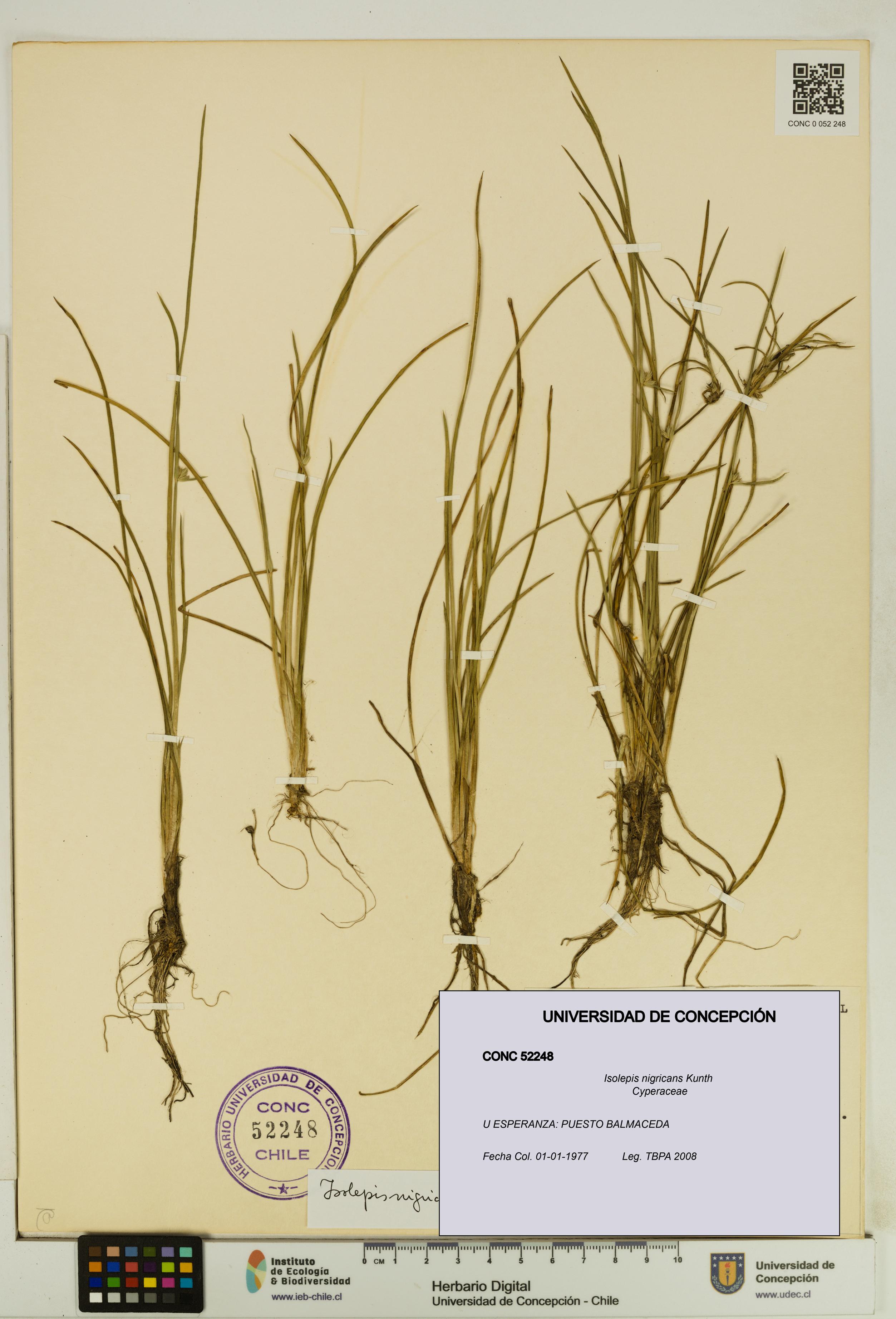 Isolepis nigricans [Espécimen: UDEC:CONC:0052248]