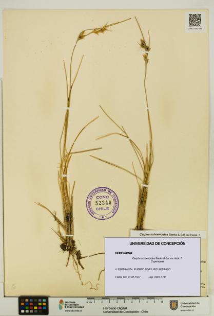 Carpha schoenoides [Espécimen: UDEC:CONC:0052249]