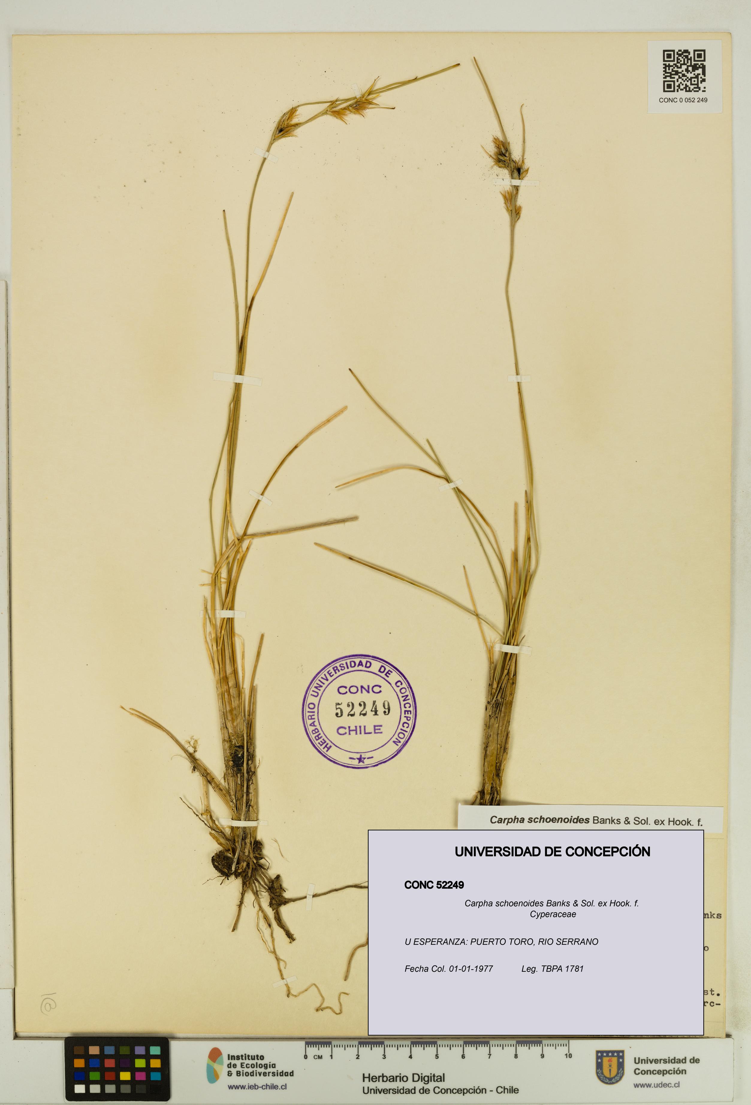 Carpha schoenoides [Espécimen: UDEC:CONC:0052249]