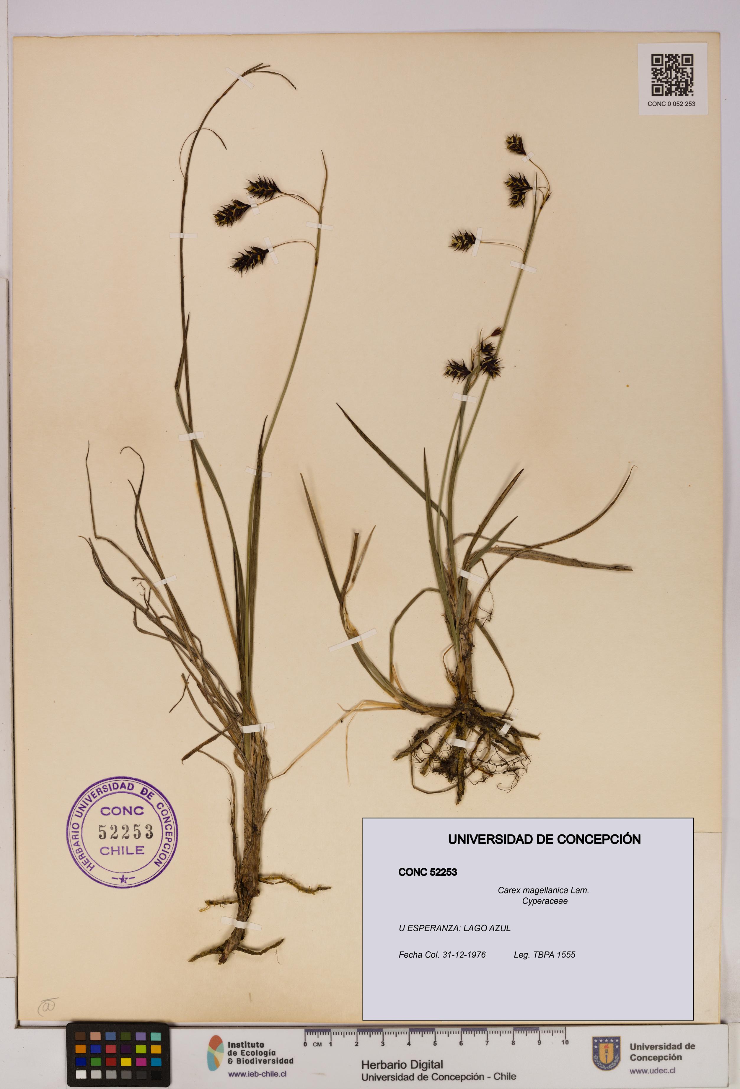 Carex magellanica [Espécimen: UDEC:CONC:0052253]