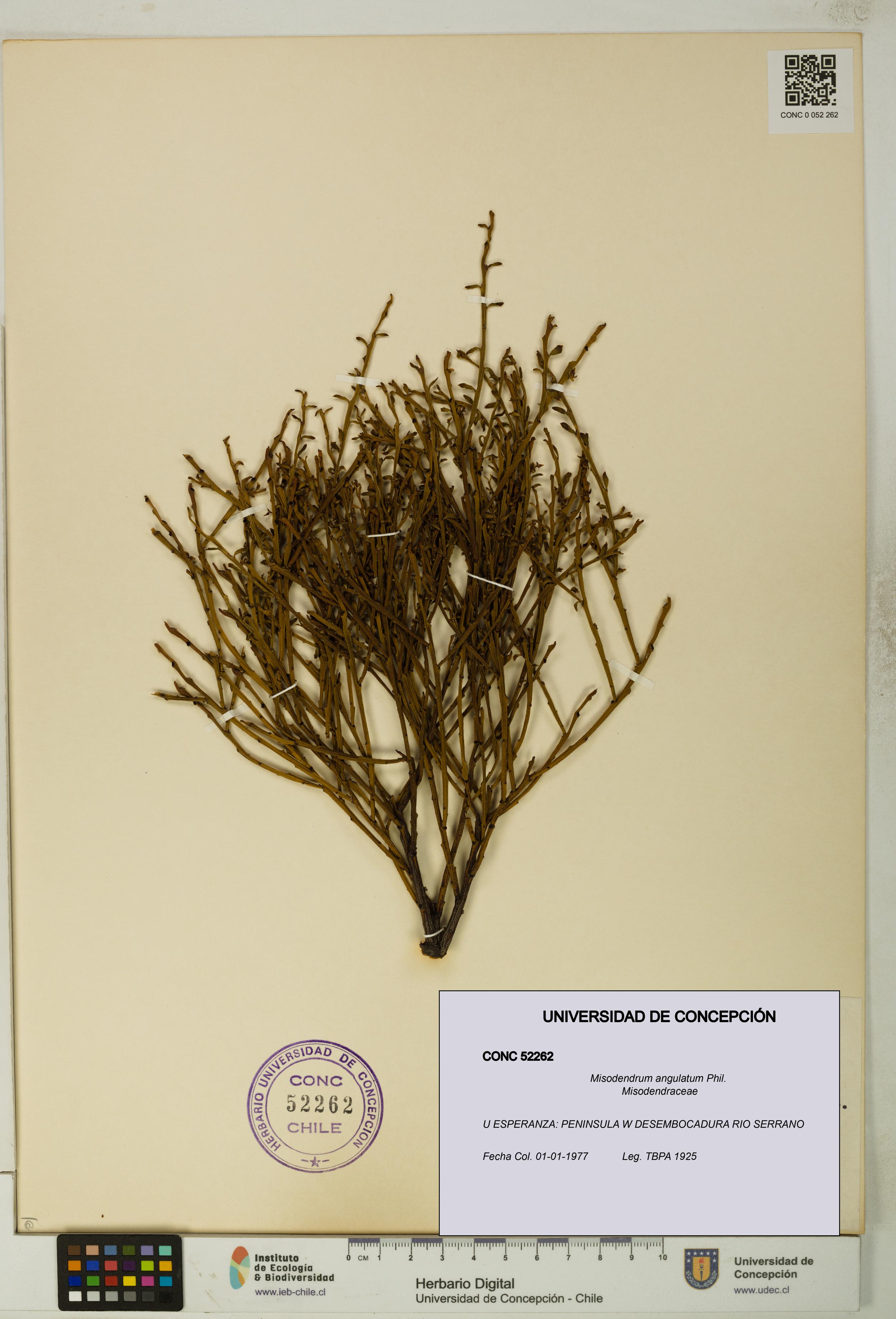 Misodendrum angulatum [Espécimen: UDEC:CONC:0052262]