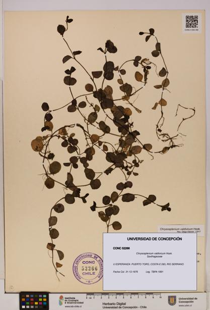Chrysosplenium valdivicum [Espécimen: UDEC:CONC:0052266]