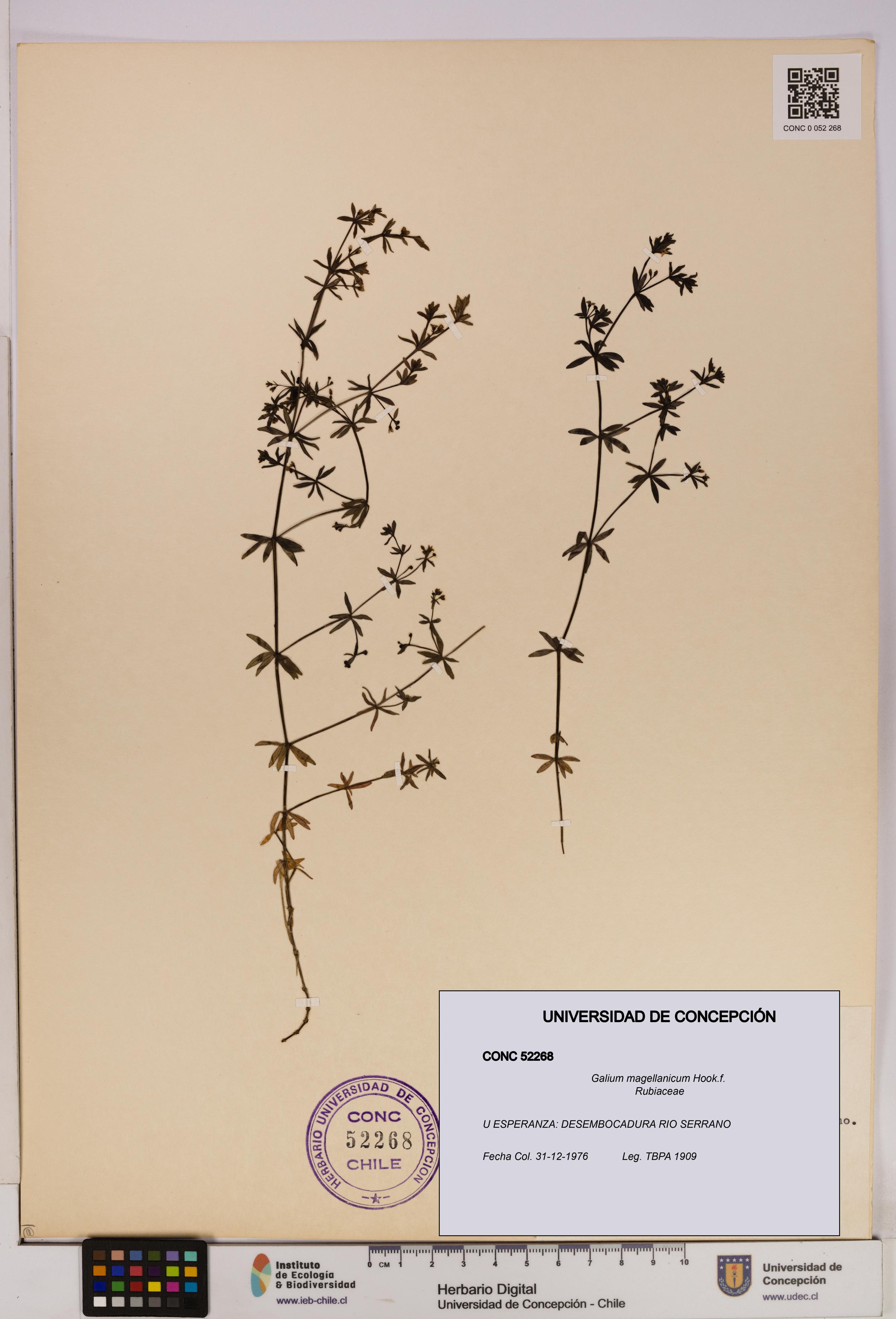 Galium magellanicum [Espécimen: UDEC:CONC:0052268]