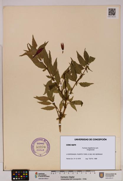 Fuchsia magellanica [Espécimen: UDEC:CONC:0052270]