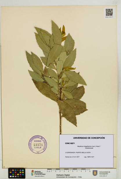 Maytenus magellanica [Espécimen: UDEC:CONC:0052271]