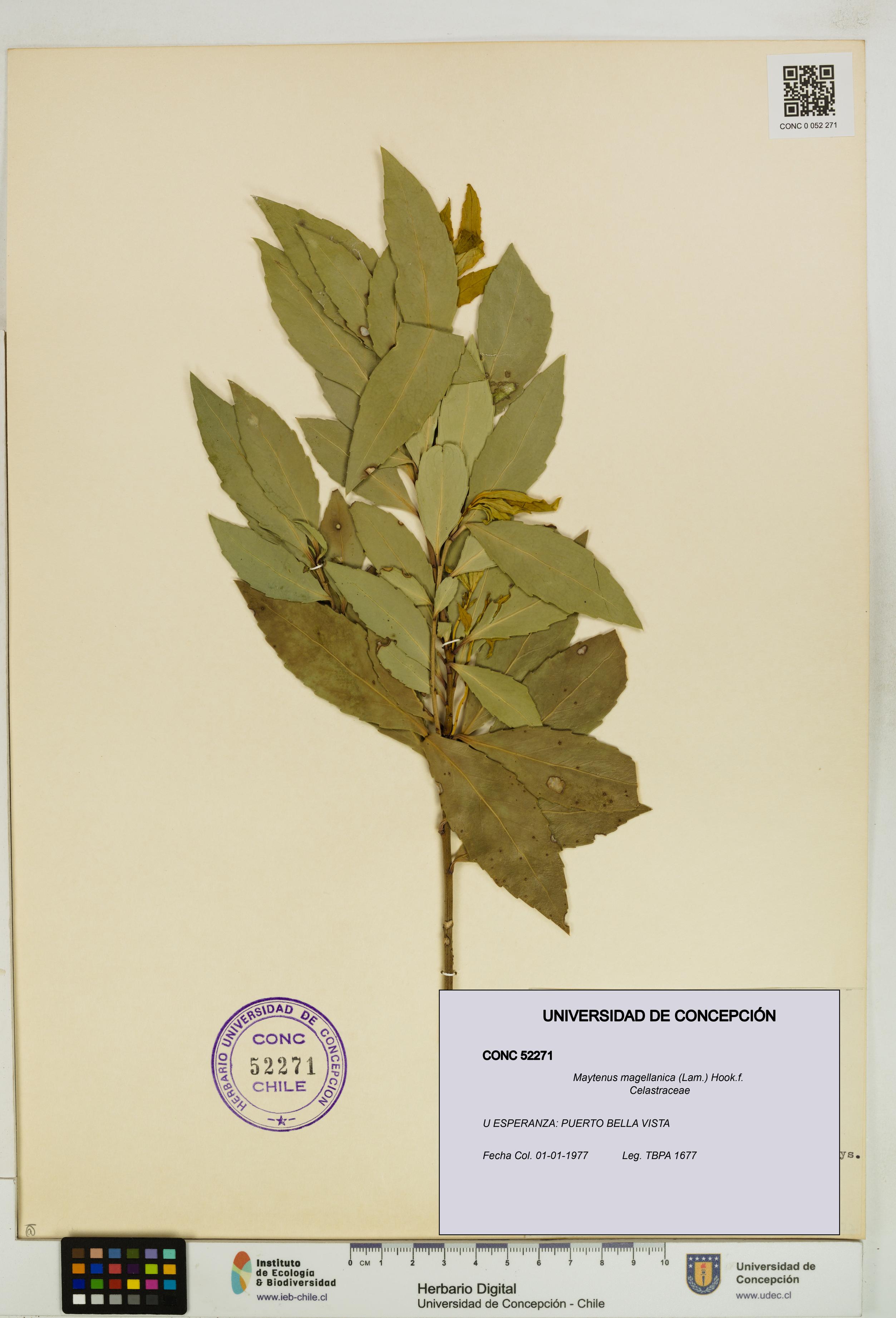 Maytenus magellanica [Espécimen: UDEC:CONC:0052271]
