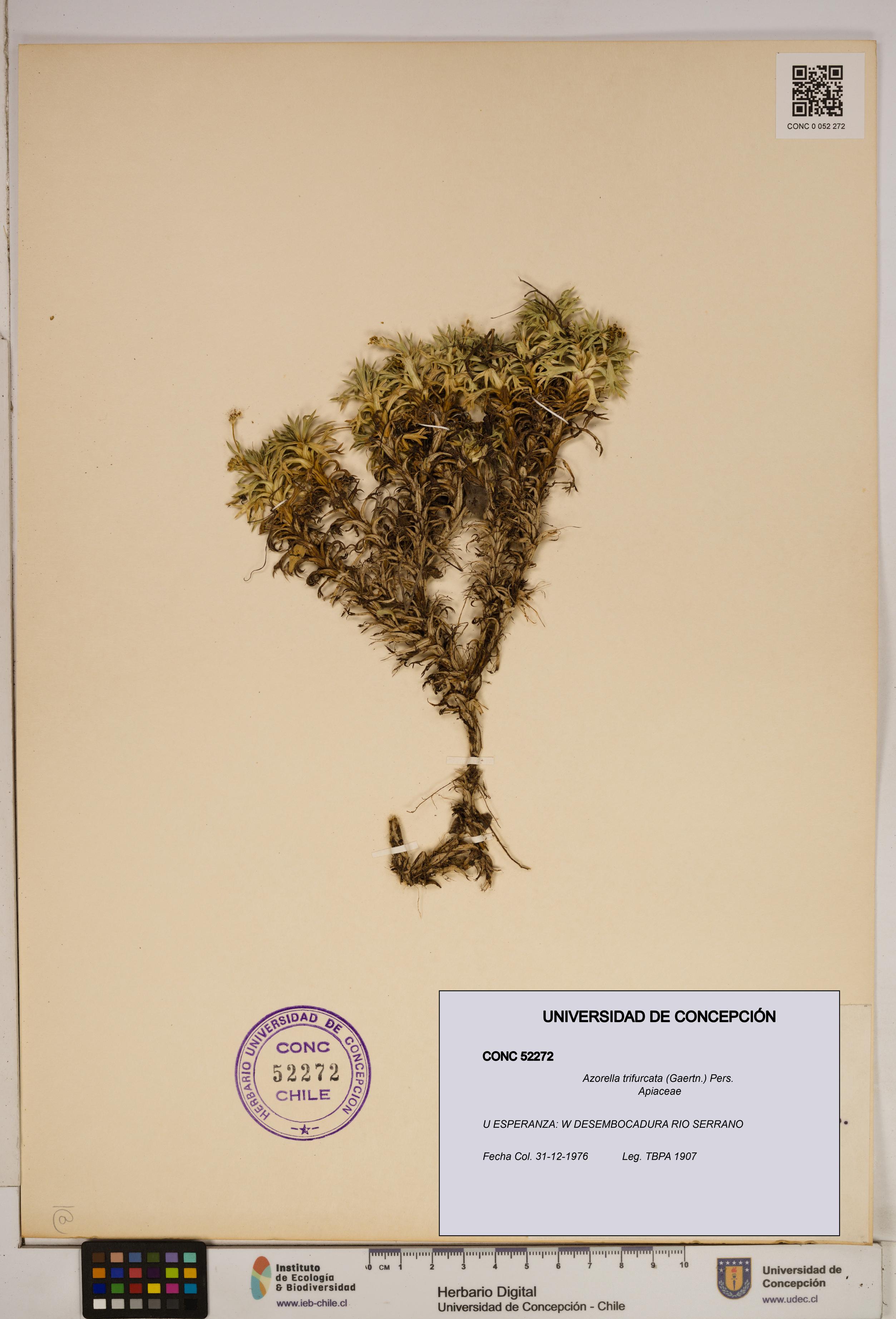 Azorella trifurcata [Espécimen: ]