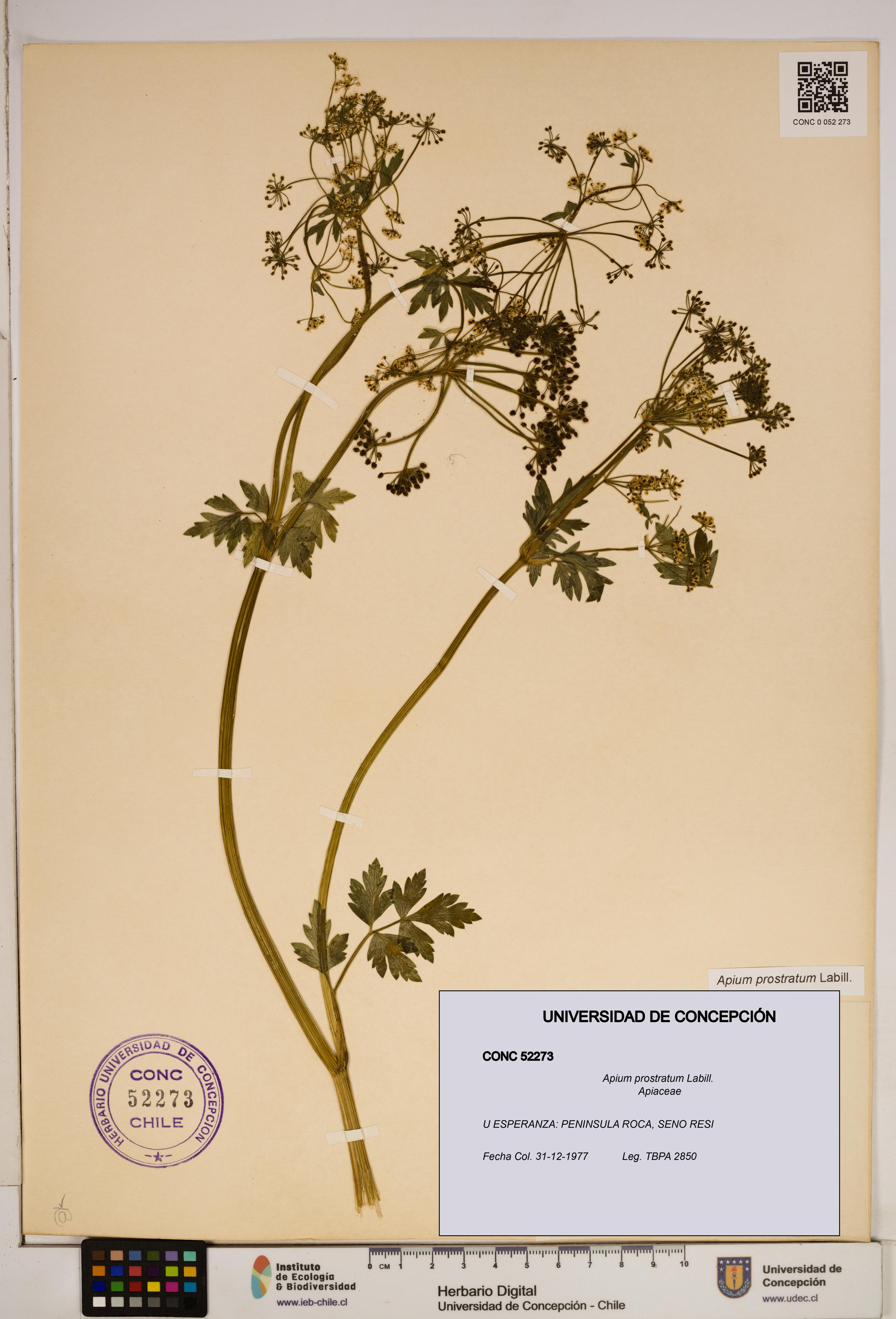 Apium prostratum [Espécimen: ]