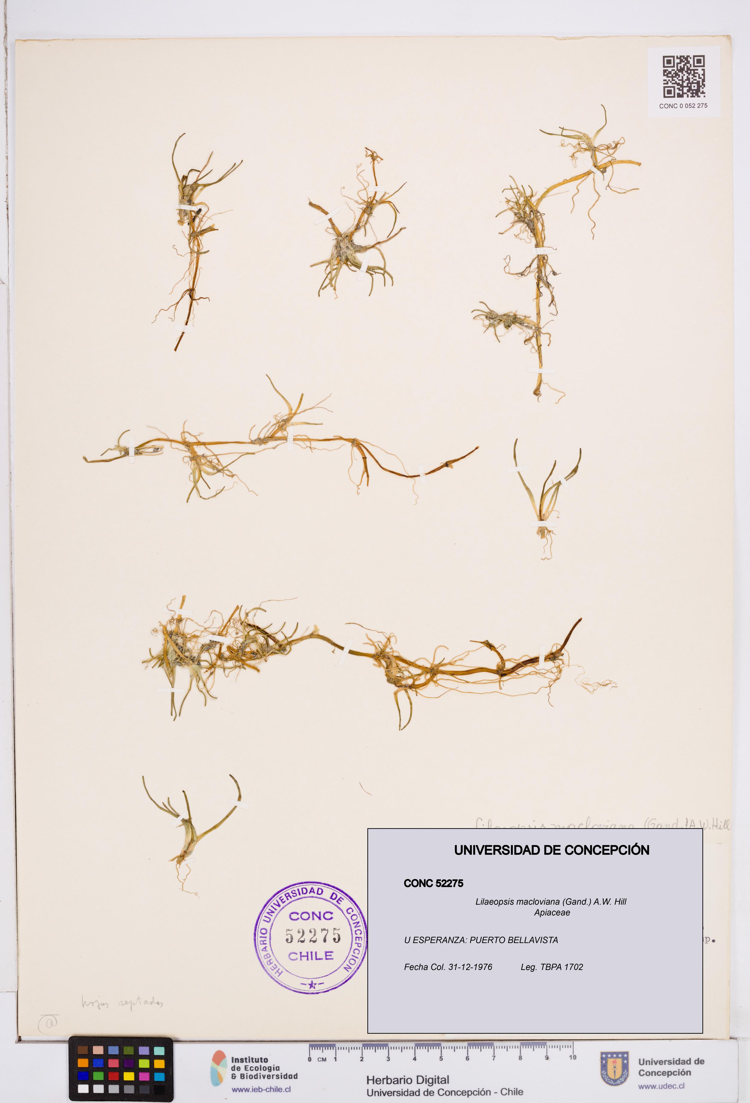 Lilaeopsis macloviana [Espécimen: ]