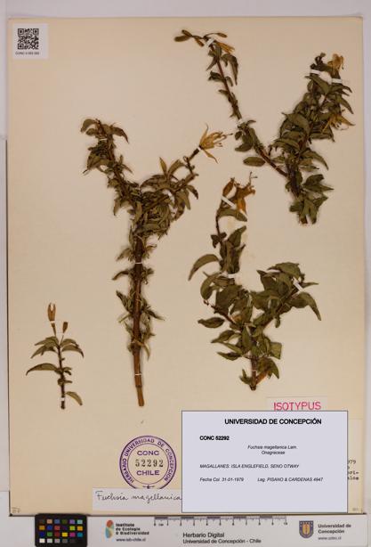 Fuchsia magellanica [Espécimen: UDEC:CONC:0052292]