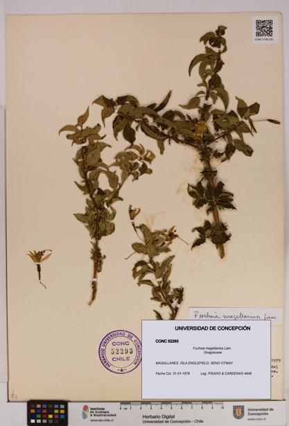 Fuchsia magellanica [Espécimen: UDEC:CONC:0052293]