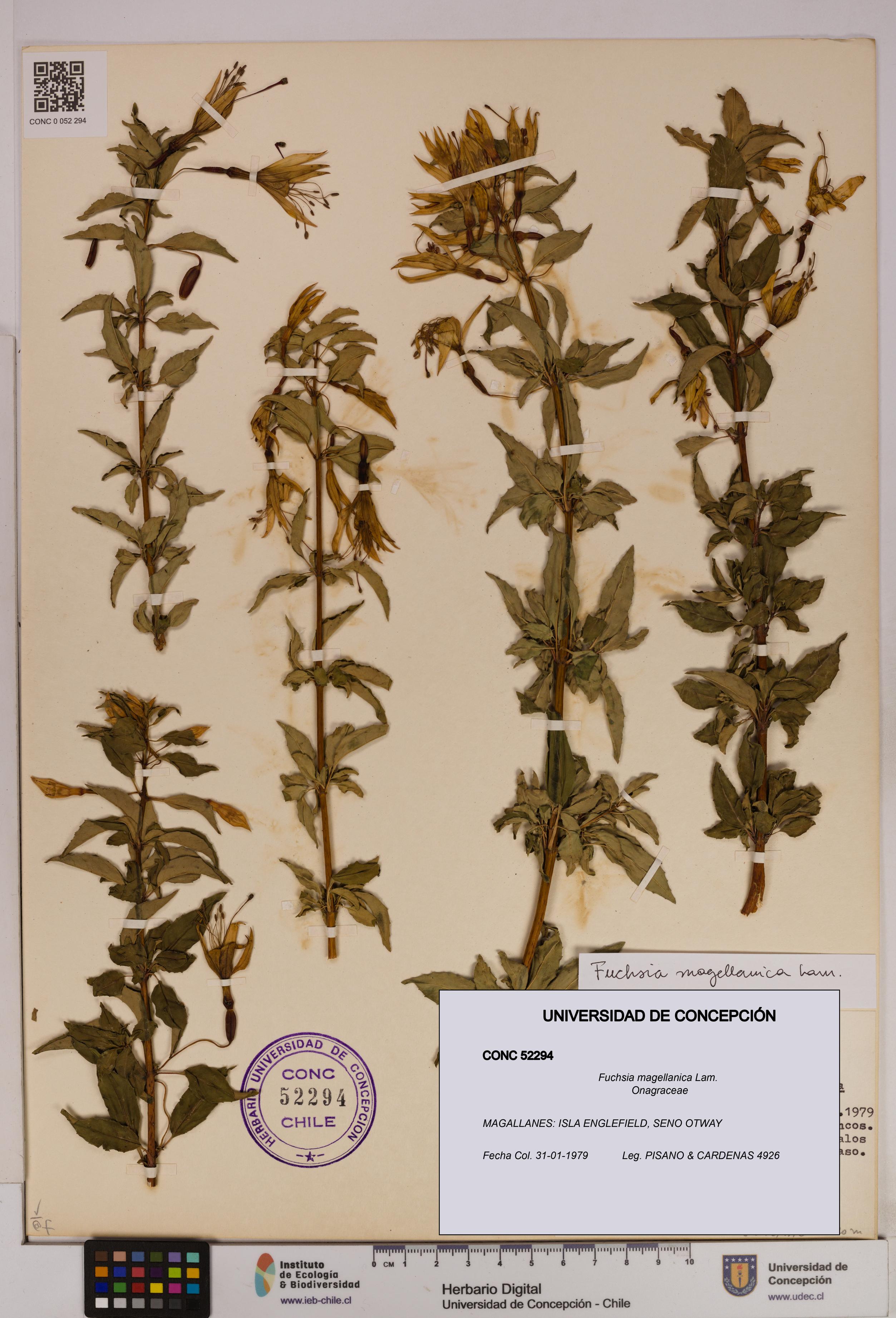 Fuchsia magellanica [Espécimen: UDEC:CONC:0052294]