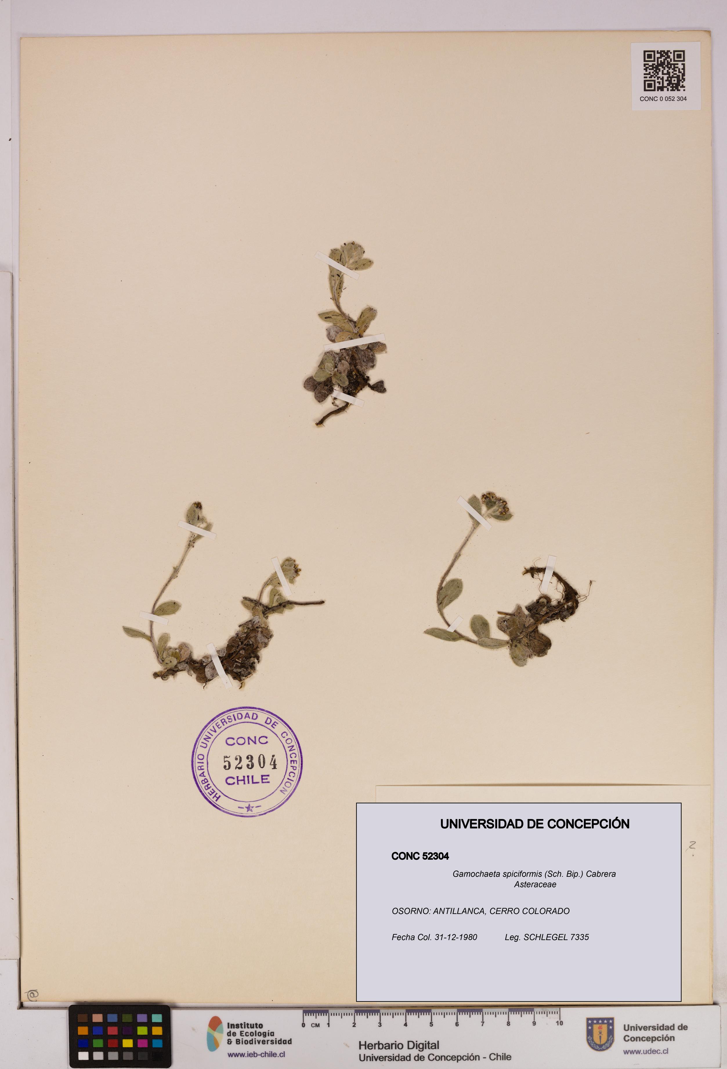 Gamochaeta spiciformis [Espécimen: UDEC:CONC:0052304]