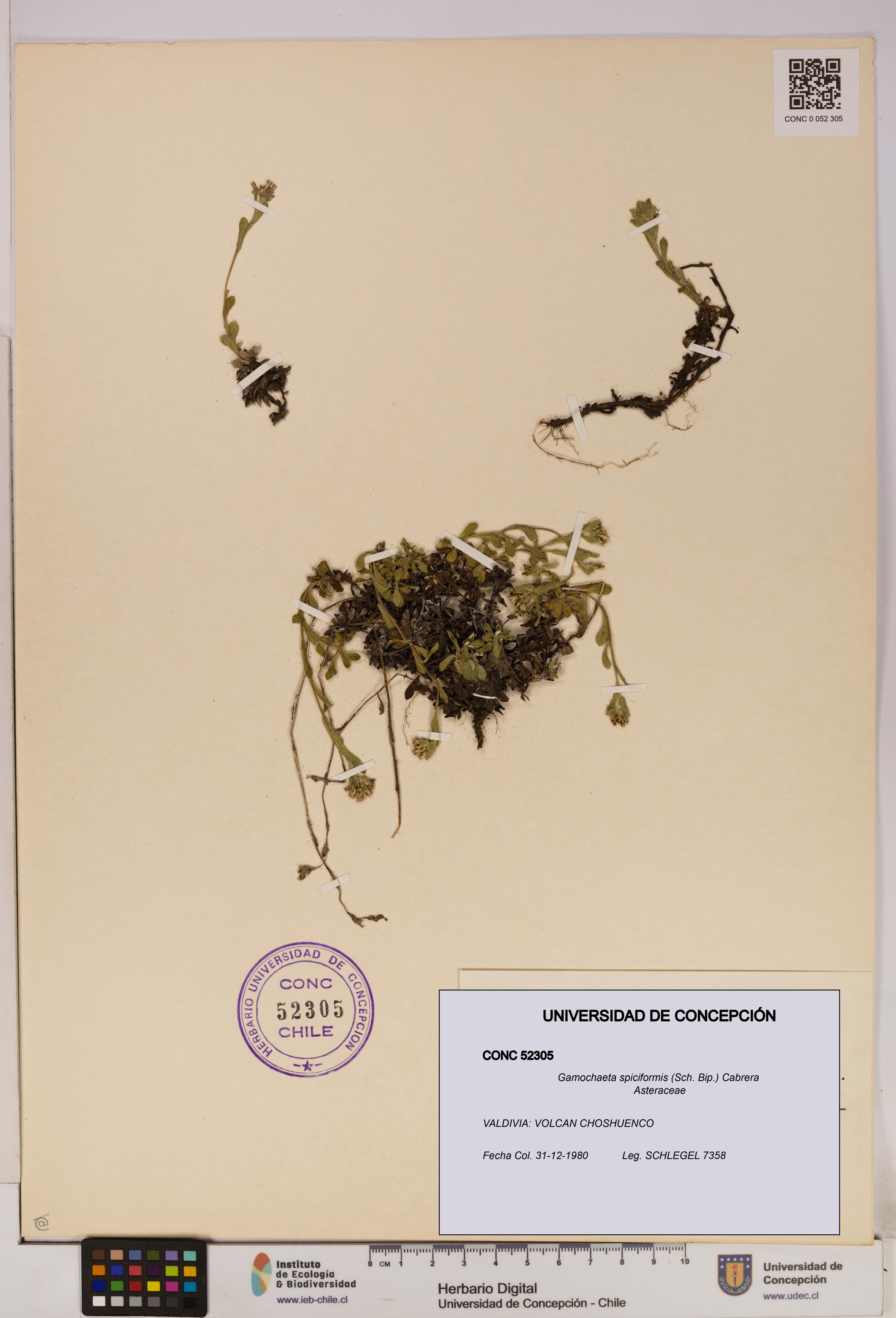 Gamochaeta spiciformis [Espécimen: UDEC:CONC:0052305]