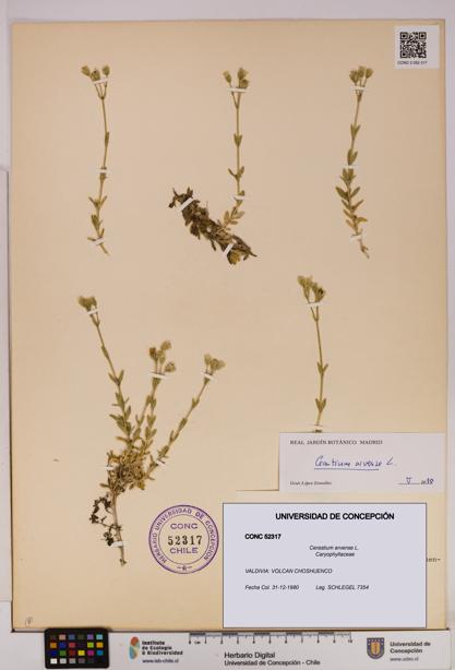 Cerastium arvense [Espécimen: UDEC:CONC:0052317]
