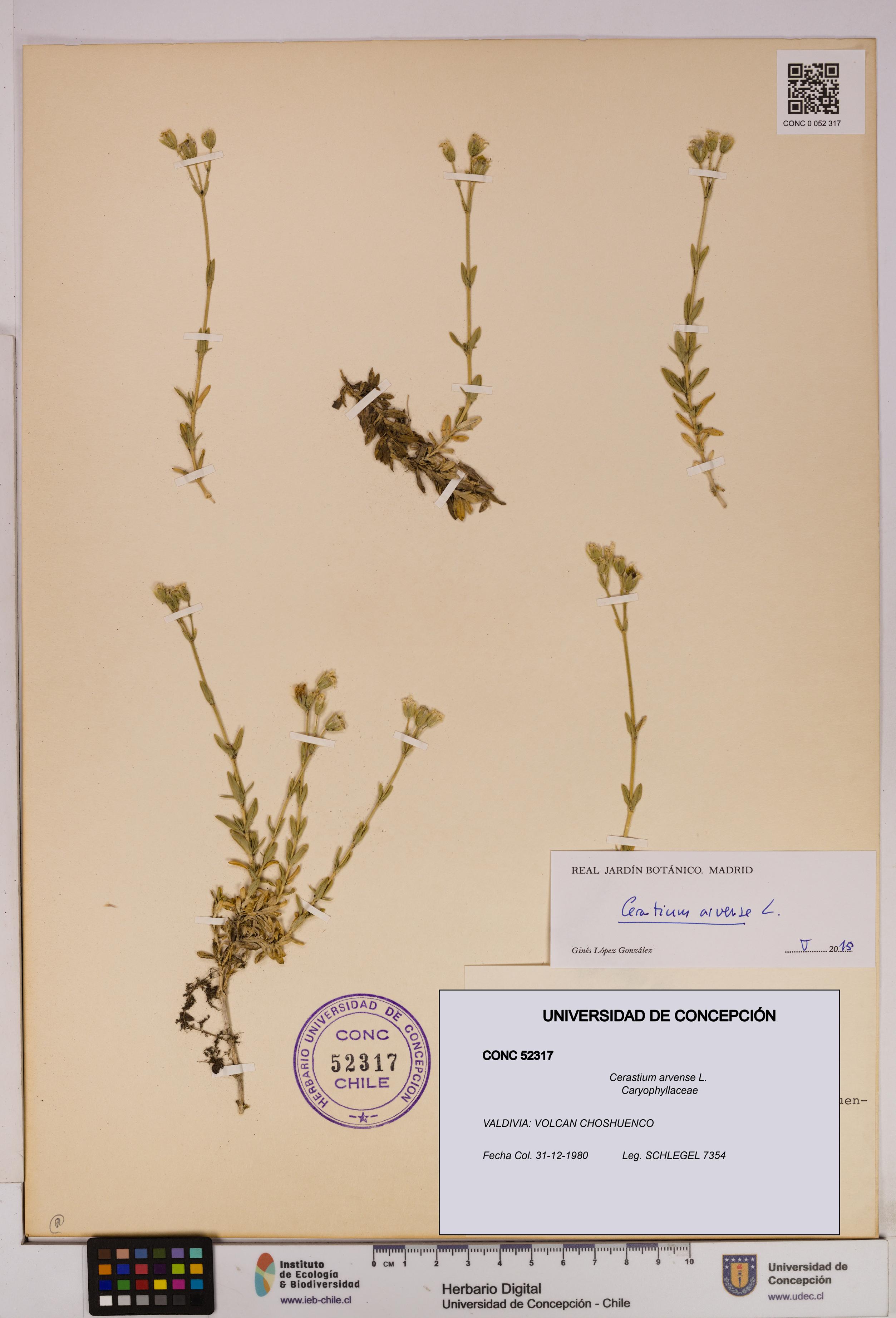 Cerastium arvense [Espécimen: UDEC:CONC:0052317]