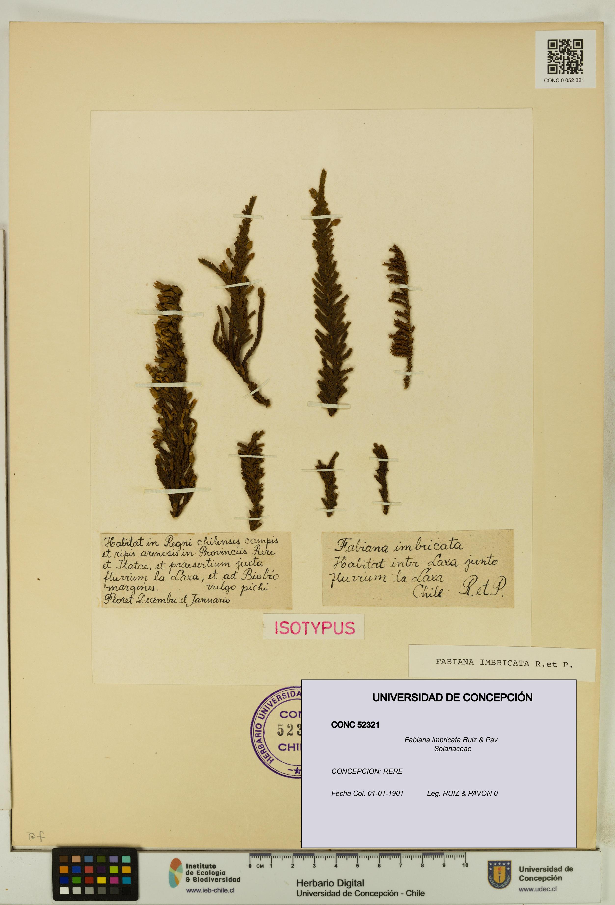 Fabiana imbricata [Espécimen: UDEC:CONC:0052321]