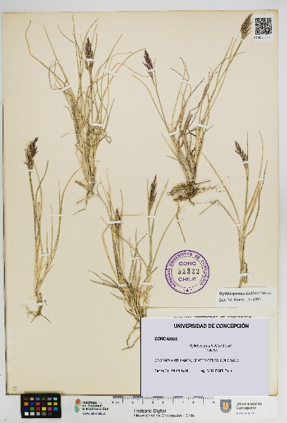 Rytidosperma lechleri [Espécimen: UDEC:CONC:0052322]