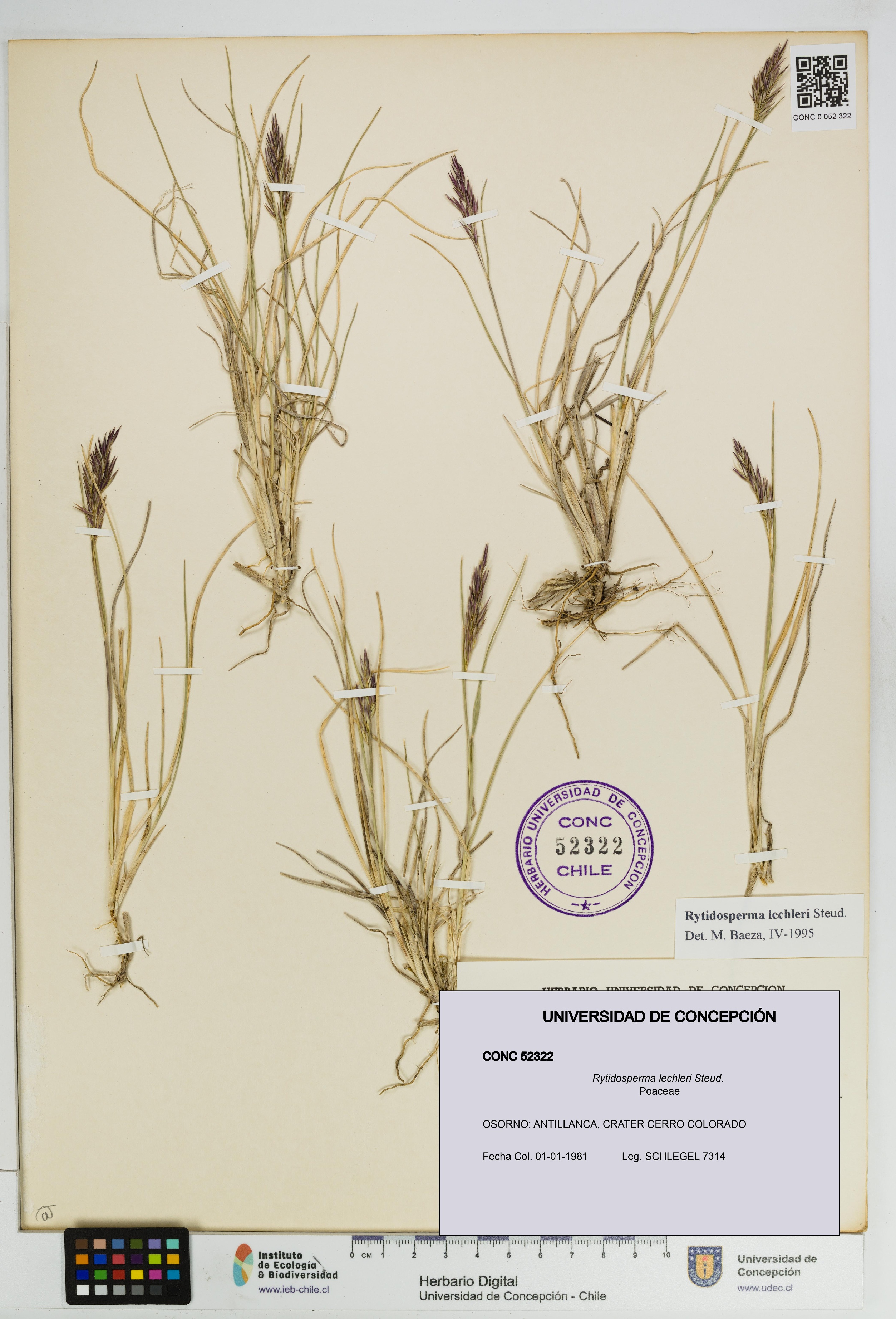 Rytidosperma lechleri [Espécimen: UDEC:CONC:0052322]