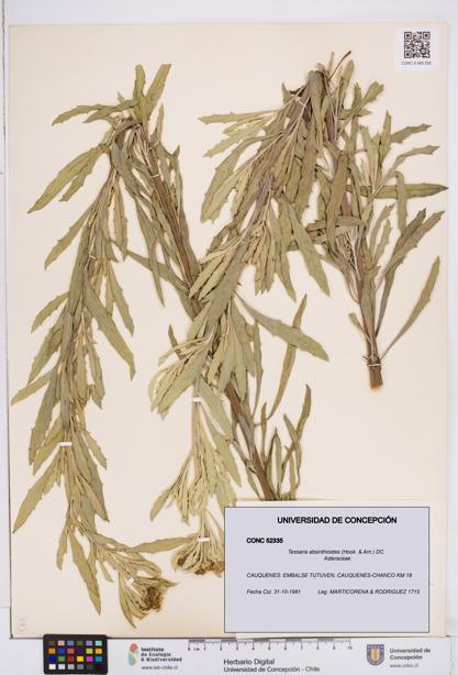 Tessaria absinthioides [Espécimen: ]