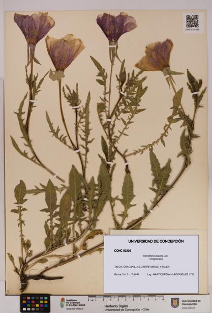 Oenothera acaulis [Espécimen: UDEC:CONC:0052336]