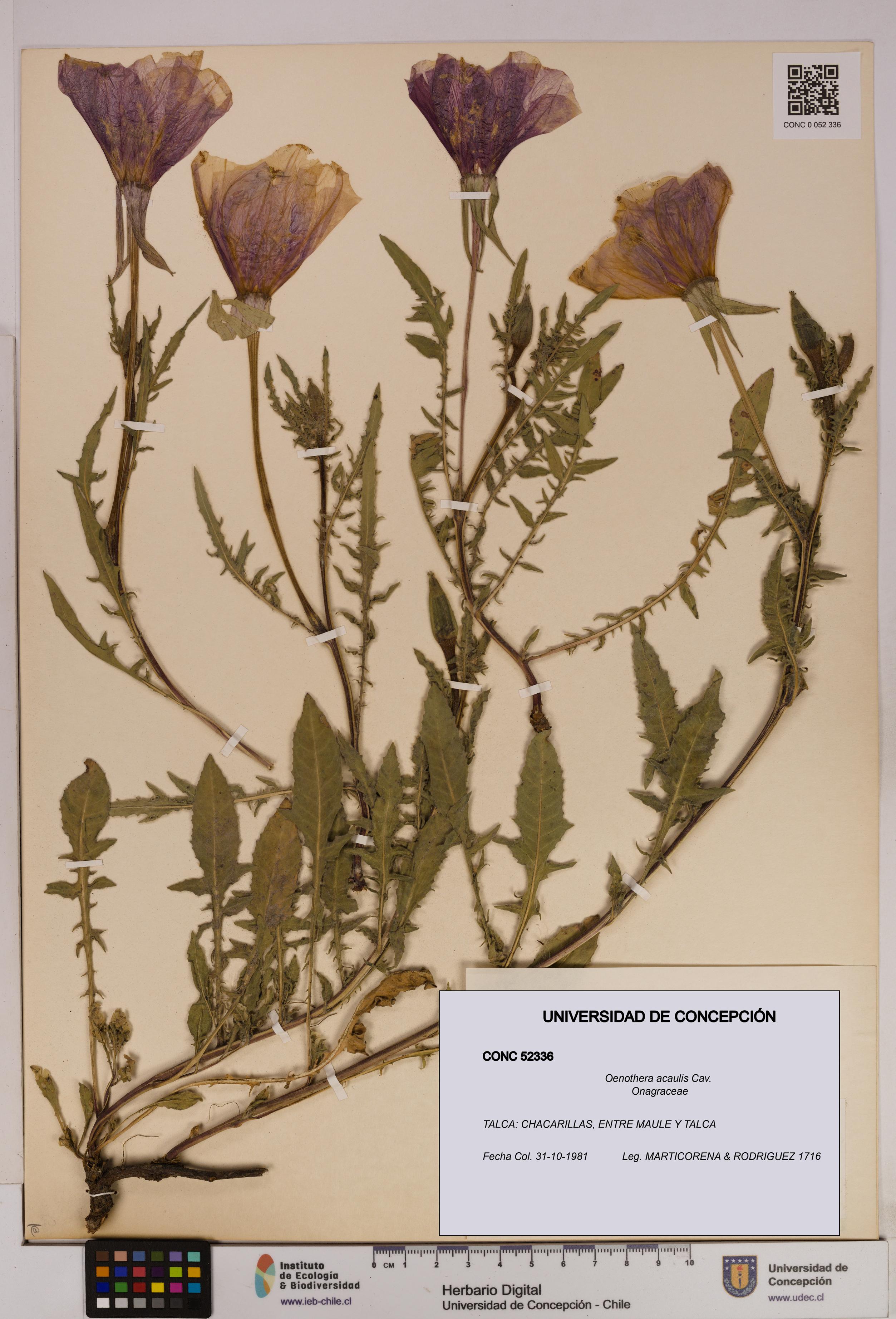 Oenothera acaulis [Espécimen: UDEC:CONC:0052336]