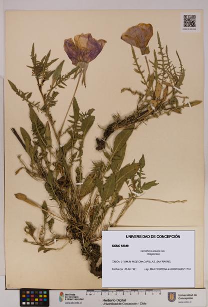 Oenothera acaulis [Espécimen: UDEC:CONC:0052339]
